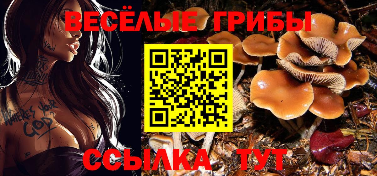 Галлюциногенные грибы Psilocybine cubensis Муравленко